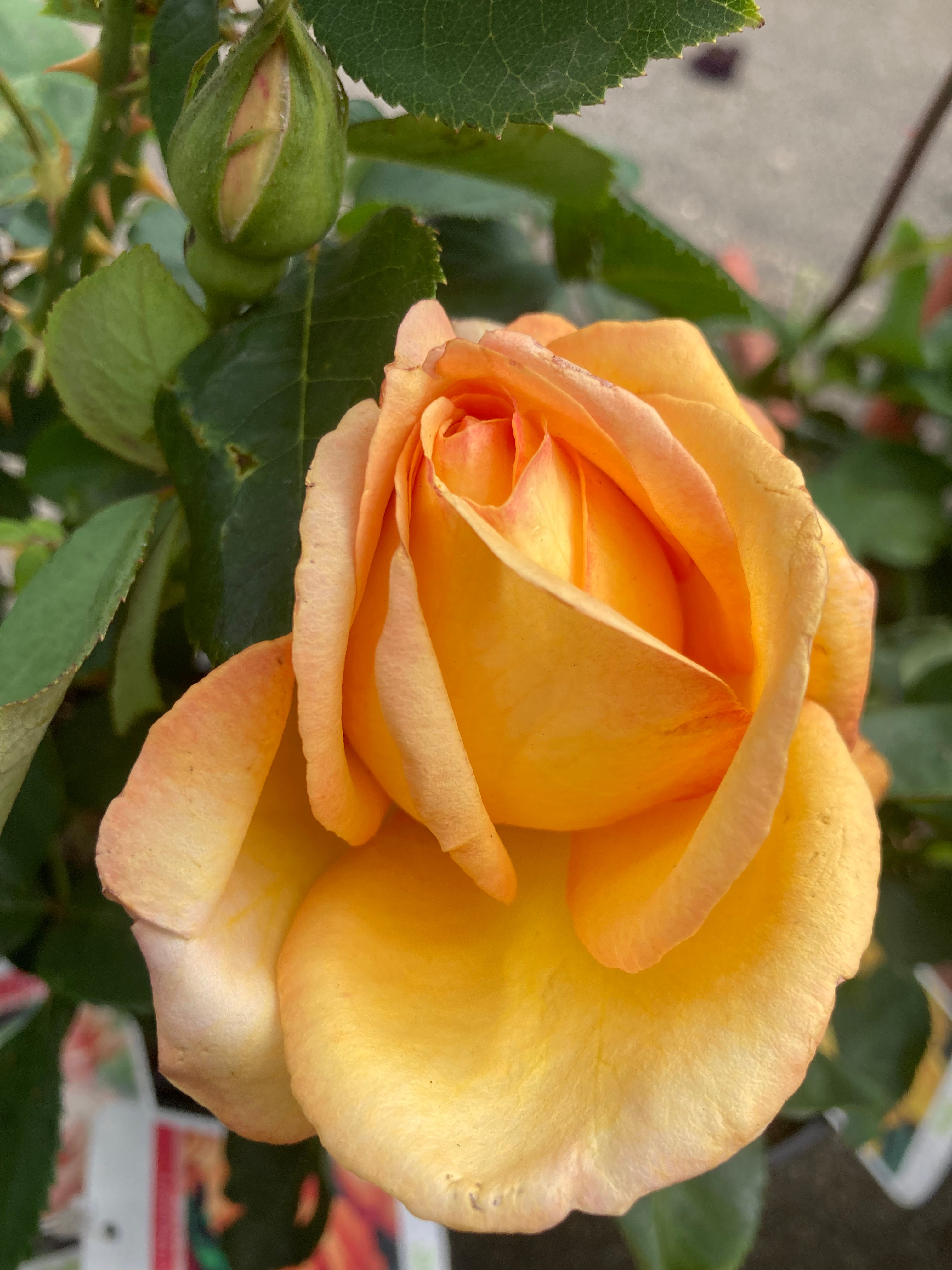 Yellow 'Dutch Gold' Hybrid T Rose (Containerised 2 Litre Pot) Free UK Postage