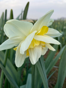 Daffodil 'White Lion' Variety (Bulbs To Plant Yourself) Free UK Postage