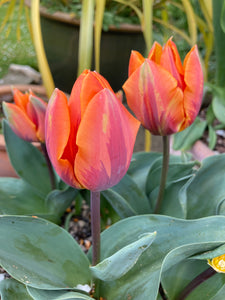 Tulip 'Prinses Irene' Bulbs (Free UK Postage)