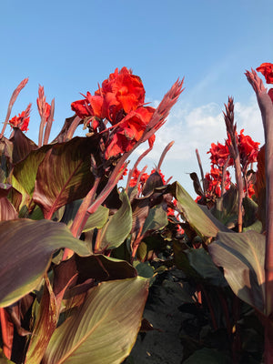 Canna Lily Dwarf Brown Leaves 'Corail' (Tubers) Free UK Postage