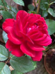 Fragrant Red 'Capricia Renaissance' Hybrid T Rose (Containerised 2 Litre Pot) Free UK Postage