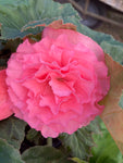 Ten Pink Begonia grandiflora (Tubers To Plant Yourself) Free UK Postage