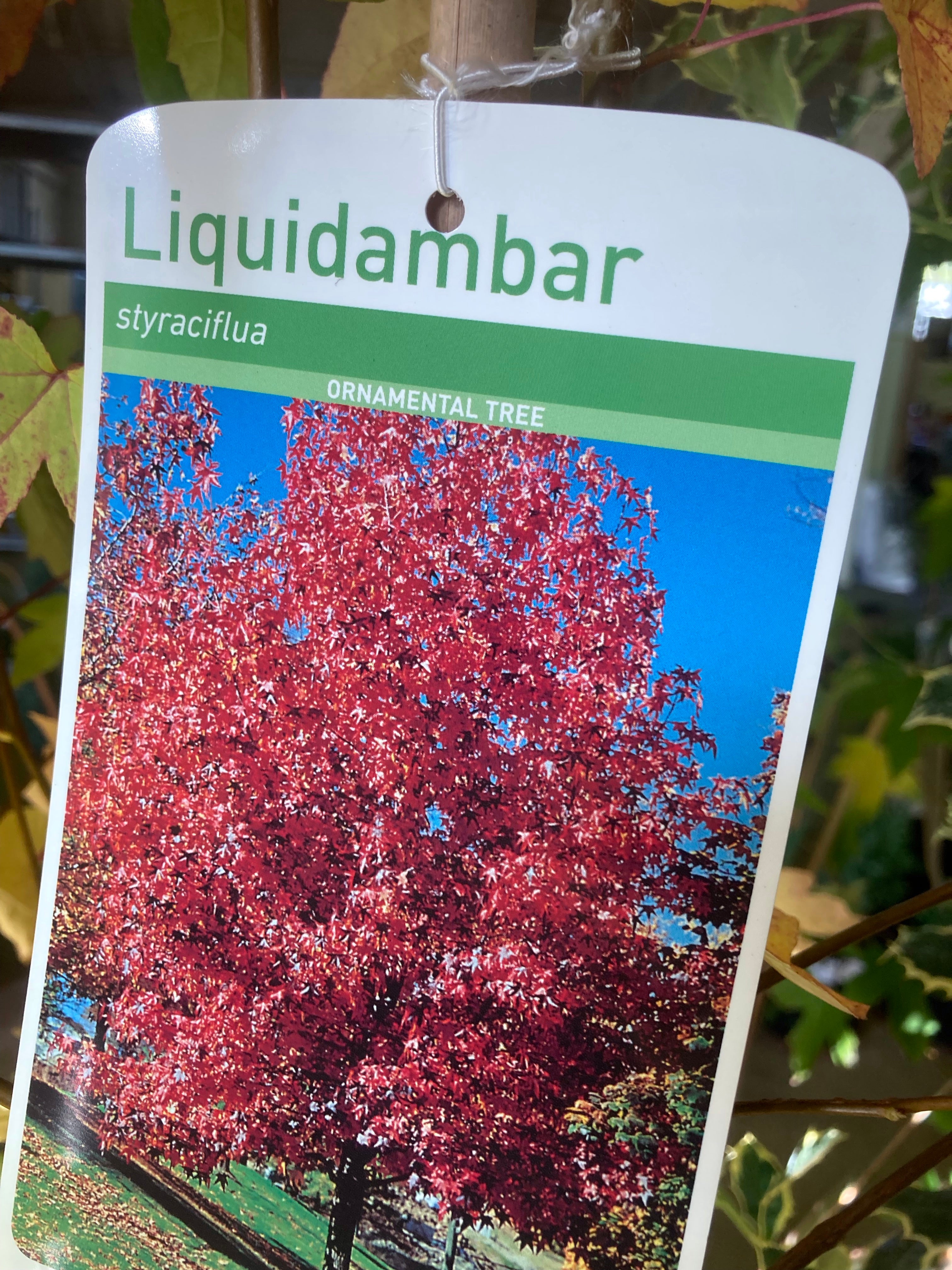 Liquidiamber styraciflua - Ornamental Tree To Plant Yourself 2m (Containerised) Free UK Postage