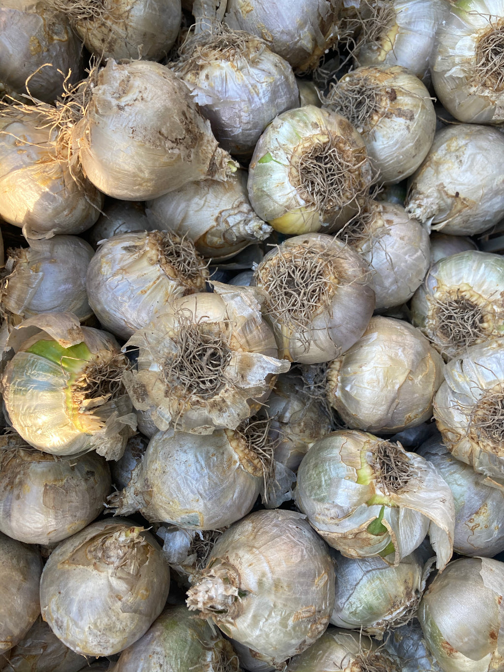 Bulbs 'Hyacinth White Pearl' Variety (Easy To Grow) Free UK Postage