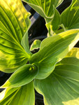 Hosta fortunei 'Moerheim' (Budding Sections of Bare-Root) Free UK Postage