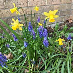Grape Hyacinth or Muscari americanum (Bulbs Ready To Plant) Free UK Postage