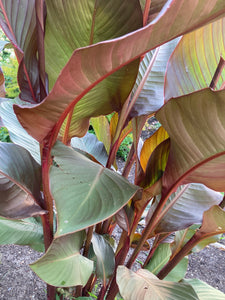 3 x Canna Lily Brown Leaves (Mixed Tubers) Free UK Postage