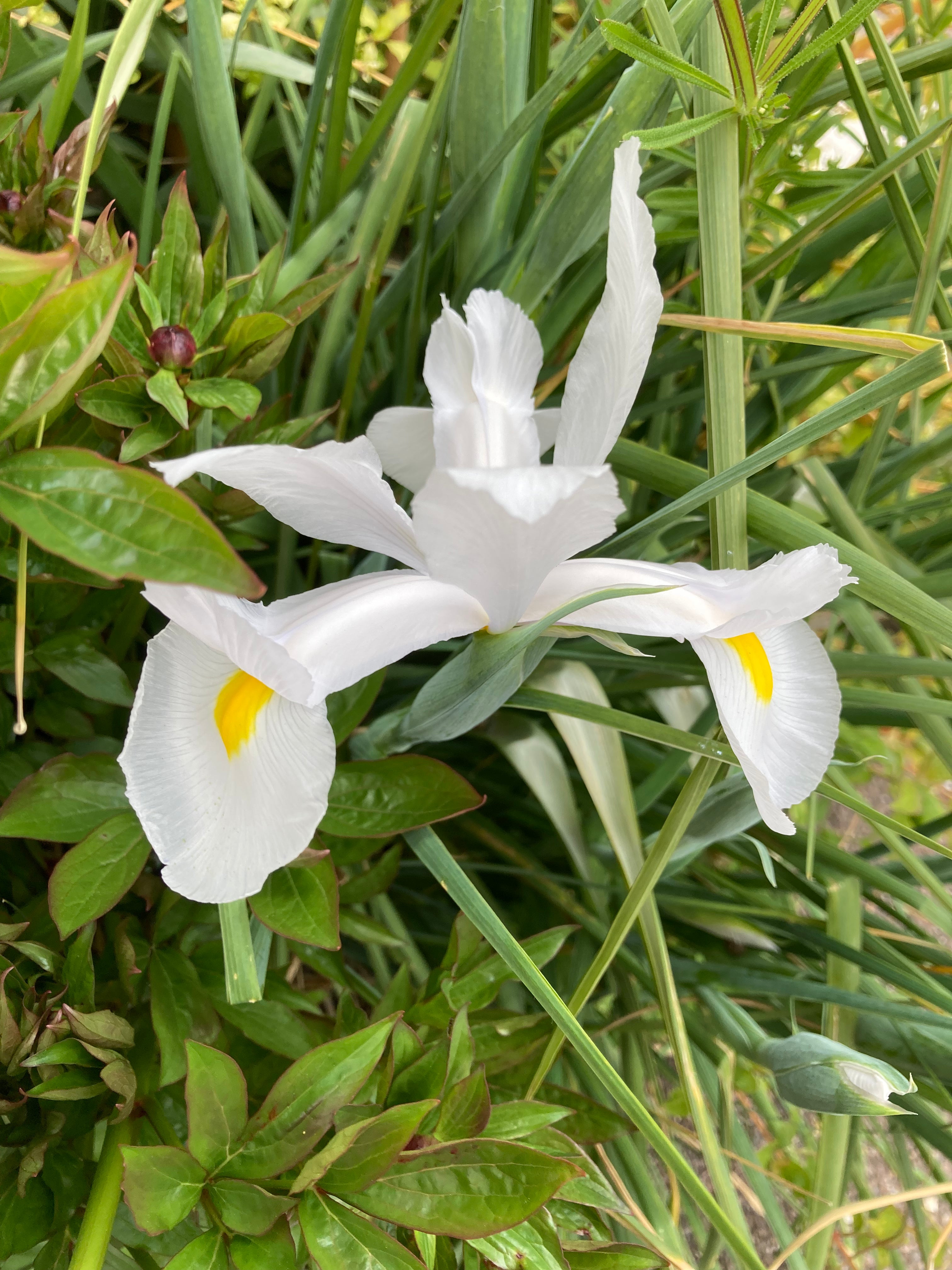 Dutch Iris 'White van Vliet' Bulbs (Free Postage UK)