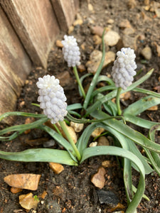 Muscari album Bulbs (Grape Hyacinth) Free UK Postage