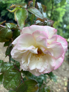 'Handel' White and Red Climbing Rose Bush (Containerised 2 Litre Pot) Free UK Postage