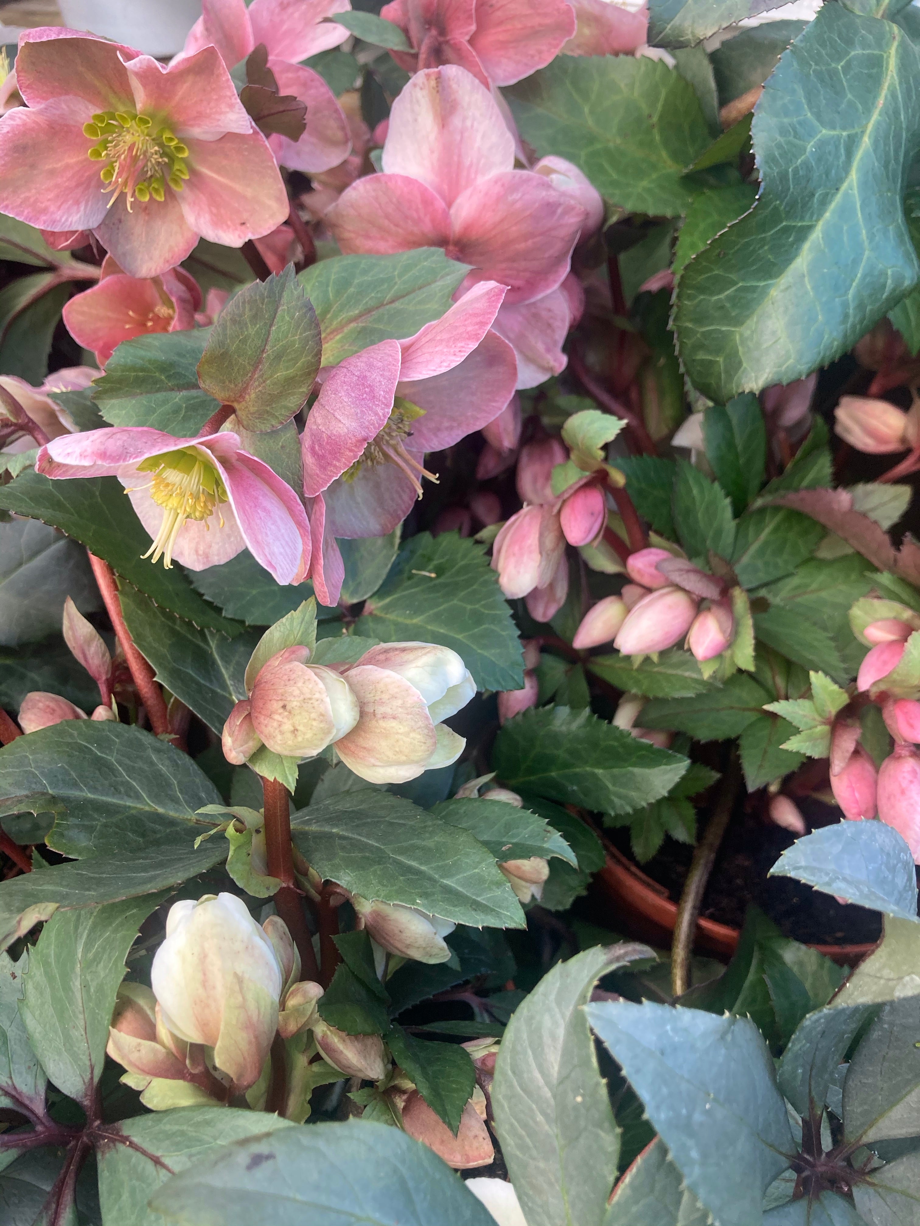 2 x Dusty Red Hellebore Outdoor Plants in 9cm Dia Pots (Free UK Postage)