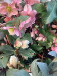 2 x Dusty Red Hellebore Outdoor Plants in 9cm Dia Pots (Free UK Postage)