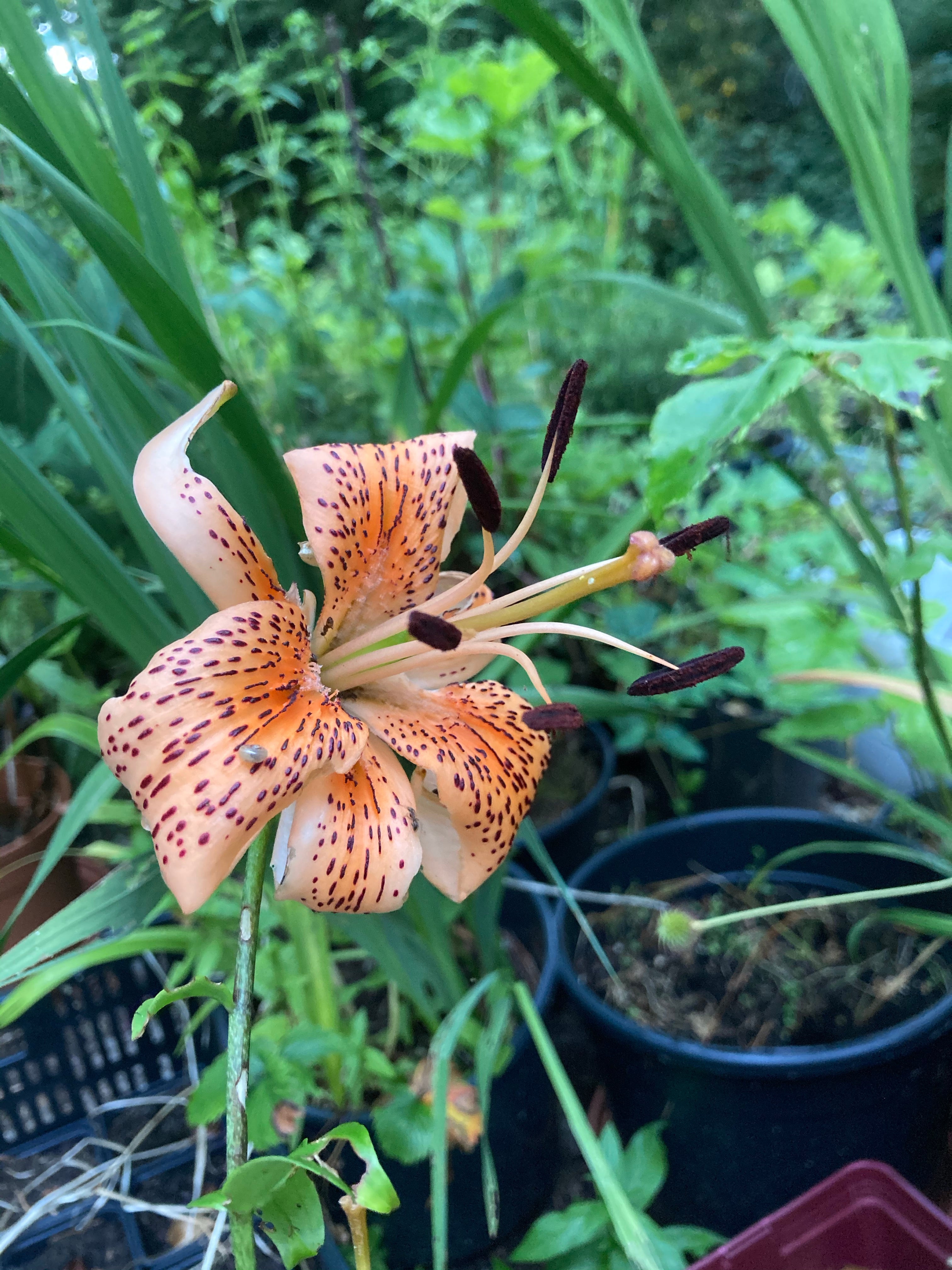 Asiatic Lilies 'Tiger Babies' (Bulbs) Free UK postage