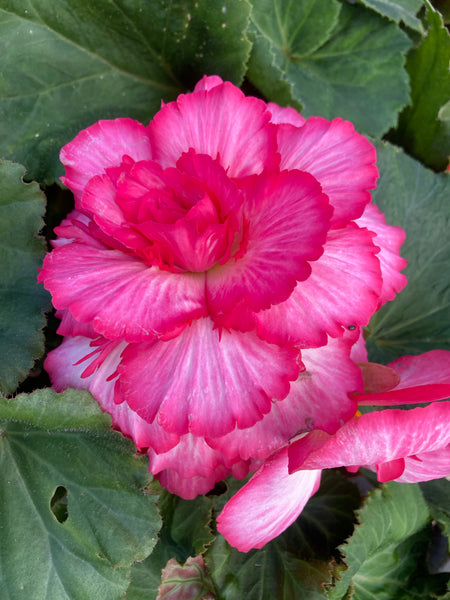 Three Pink Begonia Picotee Corm (To Plant Yourself) Free UK Postage