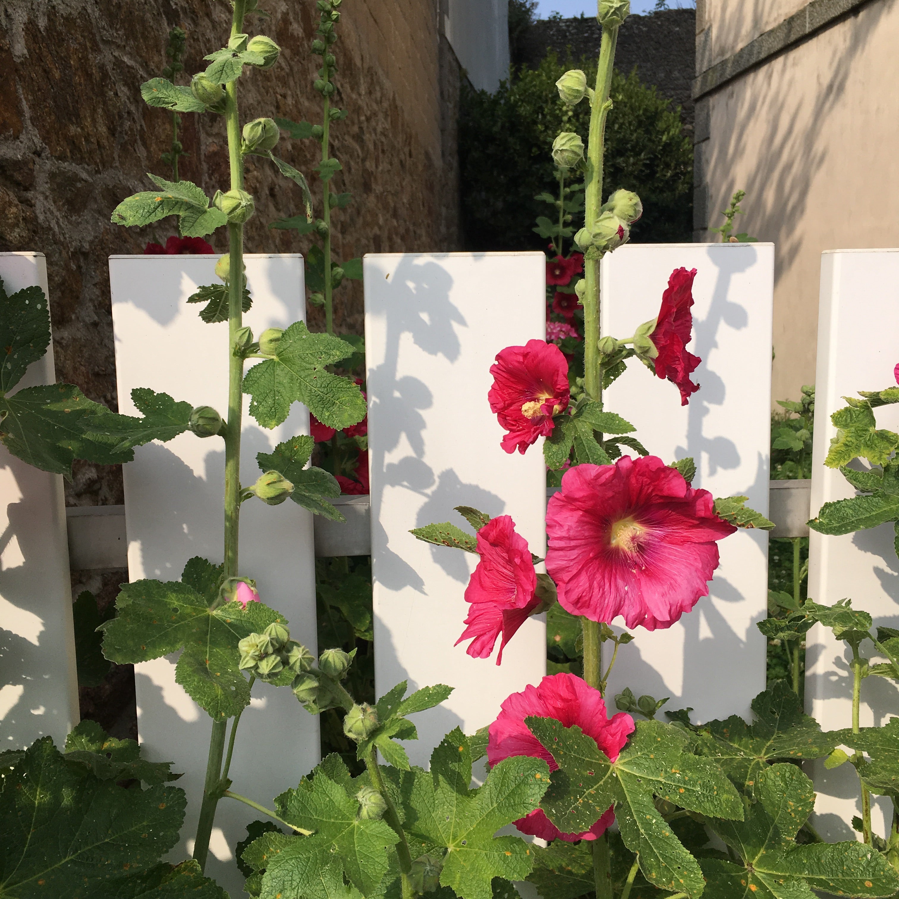 Mixed Colours Hollyhocks (Alcea rosea) (Young Transplants) Free UK Postage