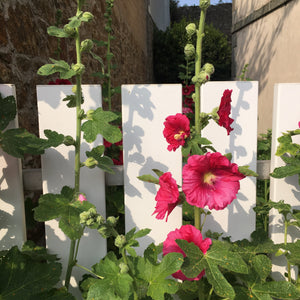 Mixed Colours Hollyhocks (Alcea rosea) (Young Transplants) Free UK Postage
