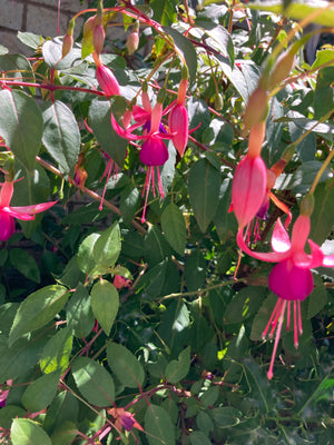 Hardy Fuschia Plugs 'Beacon' (5cm Transplants) Free UK Postage