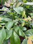 Blueberry Plant 'Colour Bells' (2 Litre Pot) Free UK Postage