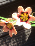 6 x Mixed Sparaxis Bulbs (Harlequin Flower) Free UK Postage
