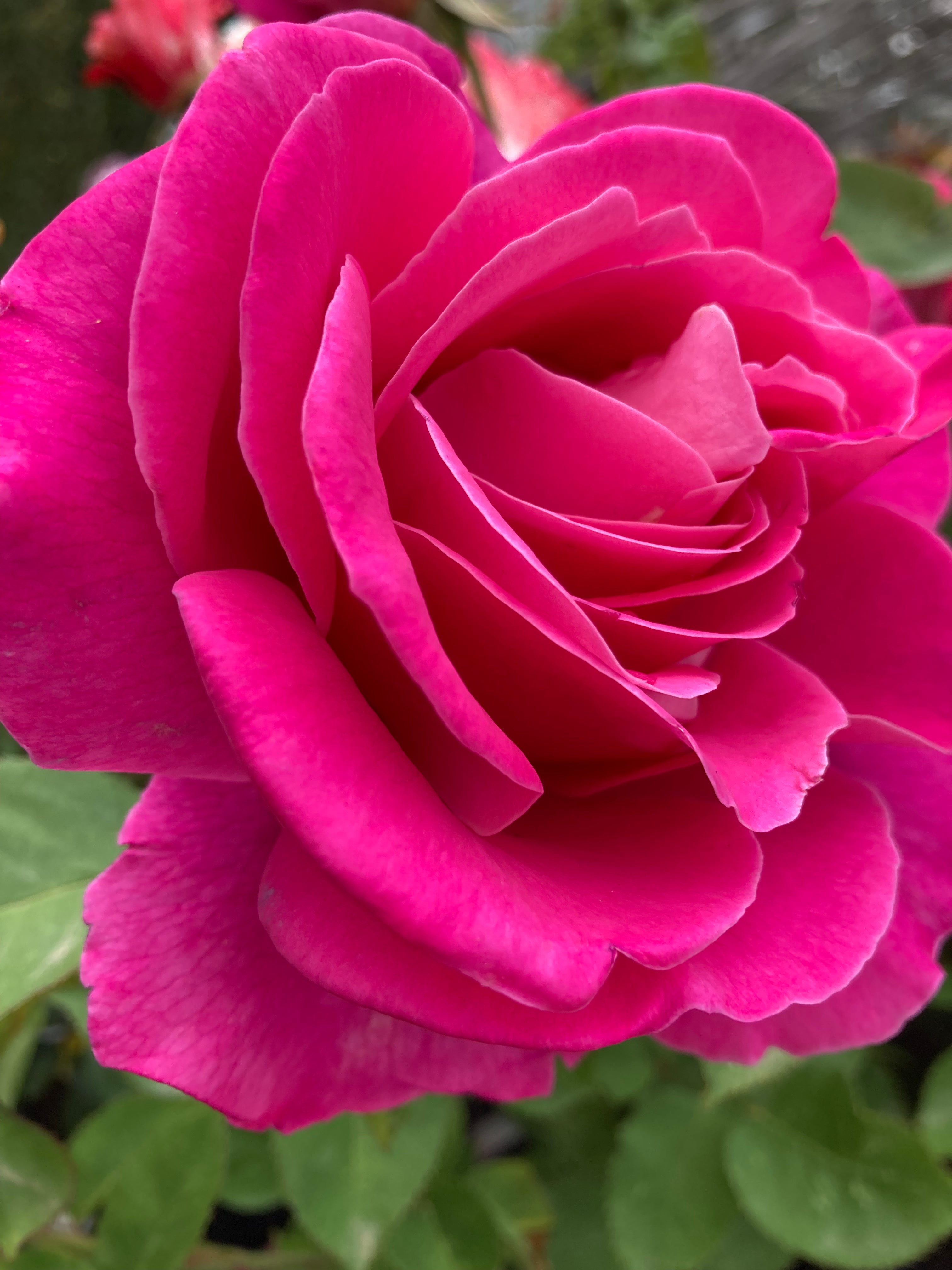 Pink Peace' Hybrid T Rose (Roots Wrapped) Free UK Postage