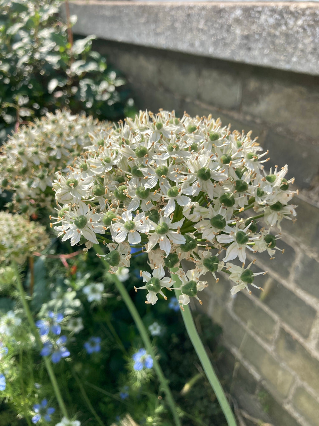 2 x Allium nigrum multibulbosom (Black Garlic) Bulbs To Plant Yourself (Free UK Postage)