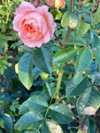 2 x Pink 'Albertine' Rambling Rose (Bare Root) Free UK Postage