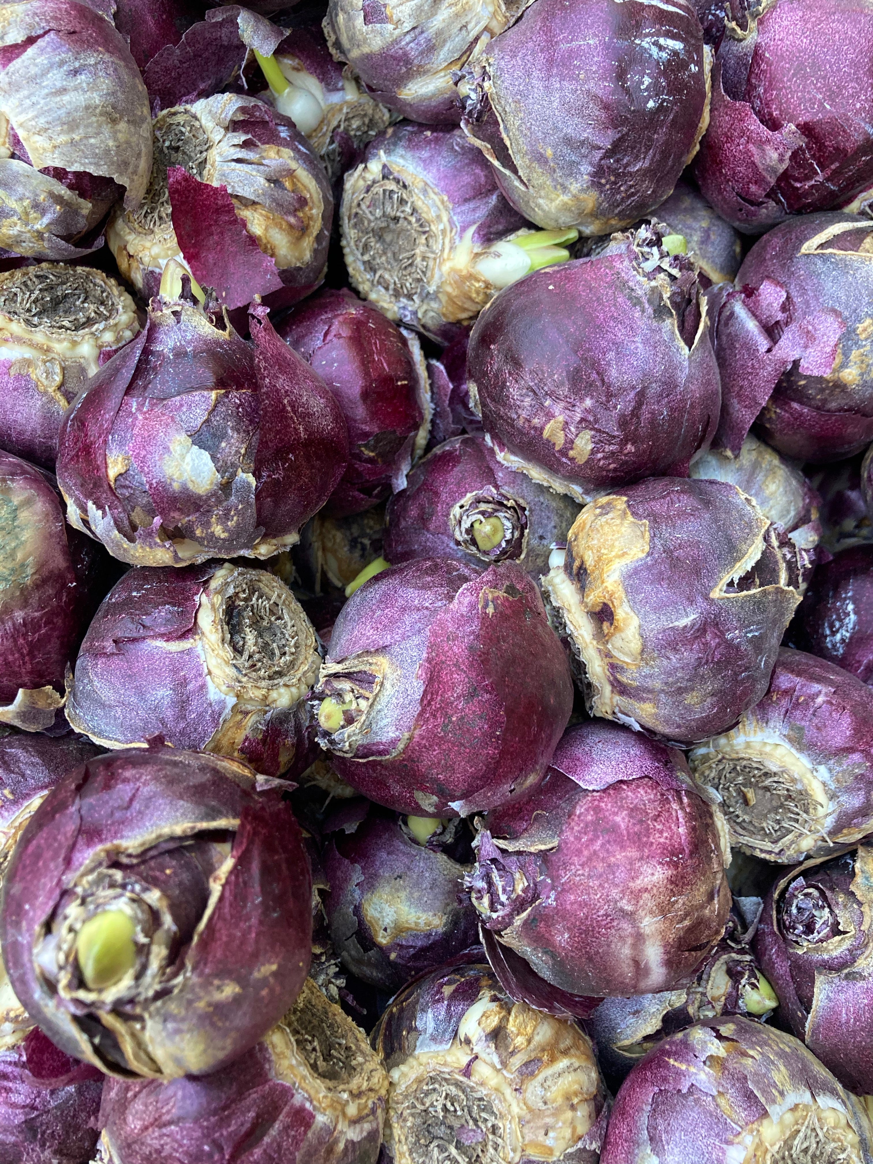 5 x Lilac Colour Hyacinth Bulbs 'Splendid Cornelia' Free UK Postage