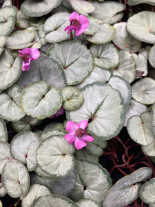 Pink Cyclamen coum or Hardy Cyclamen Plants in 9cm Dia Pots (Free UK Postage)