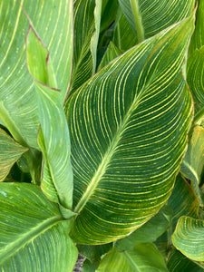 2 x Canna Lily Striped Leaves 'Striata' (Tubers) Free UK Postage