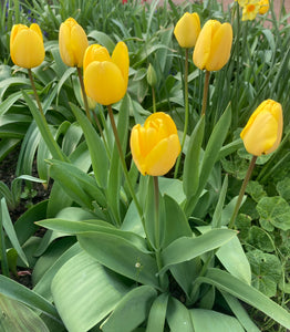Elegant Yellow Tulip 'Golden Apeldoorn' variety (Bulbs To Plant Yourself) Free UK Postage