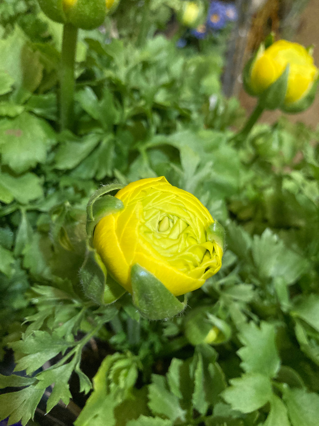 10 Ranunculus Corms - Yellow - Free UK Postage
