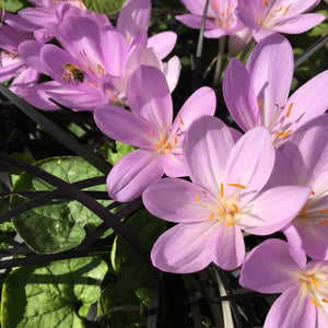 Colchicum or Naked Ladies (Bulbs To Plant Yourself) Free UK Postage