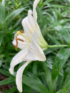 White Oriental Lilies 'Apollo' (Bulbs) Free UK postage