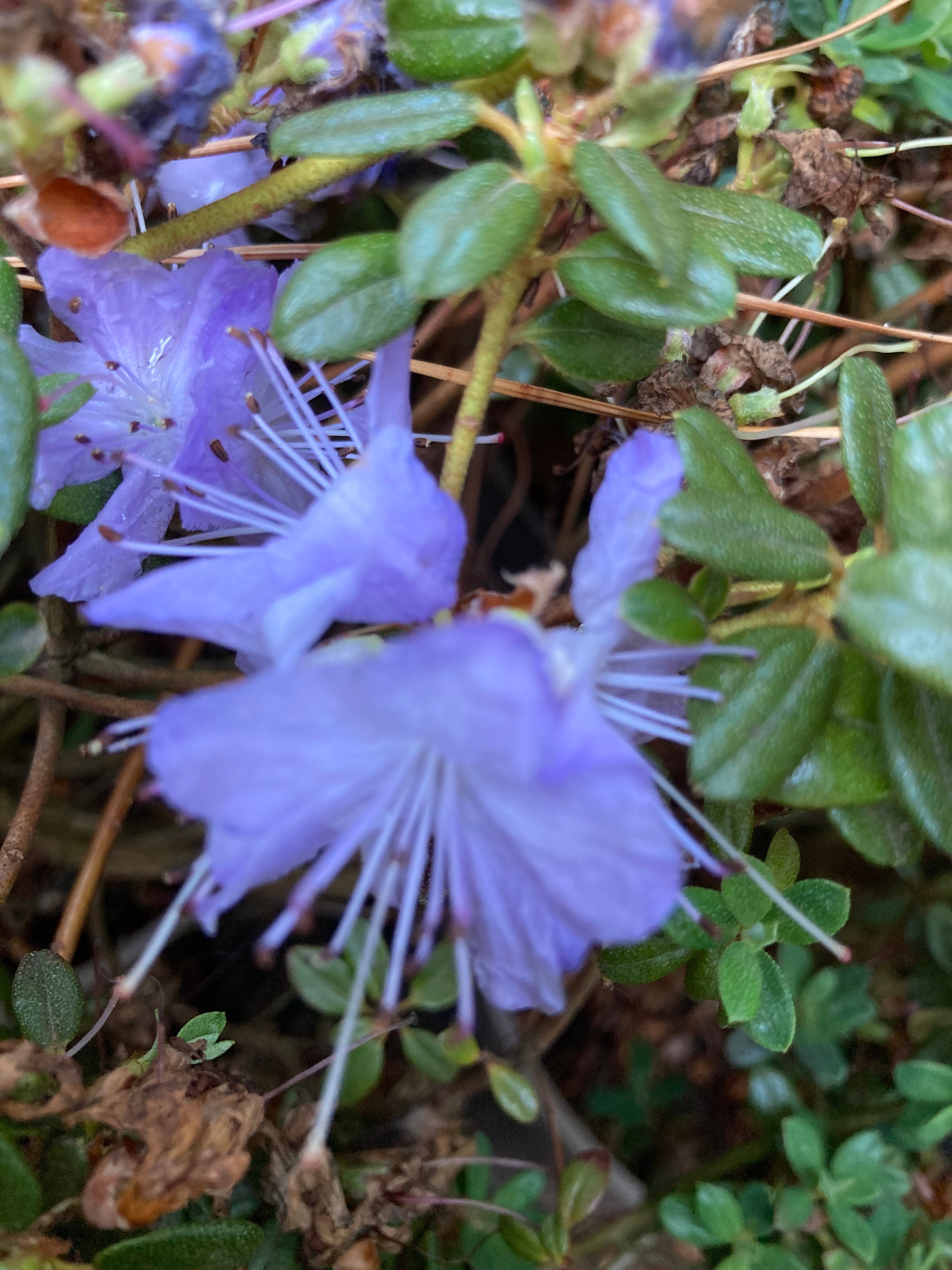 Dwarf Purple Rhododendron (Free UK Postage)
