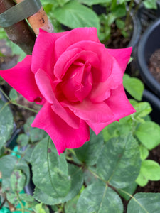 Pink 'Prima Ballerina' Hybrid T Roses (Containerised 2 Litre Pot) Free UK Postage