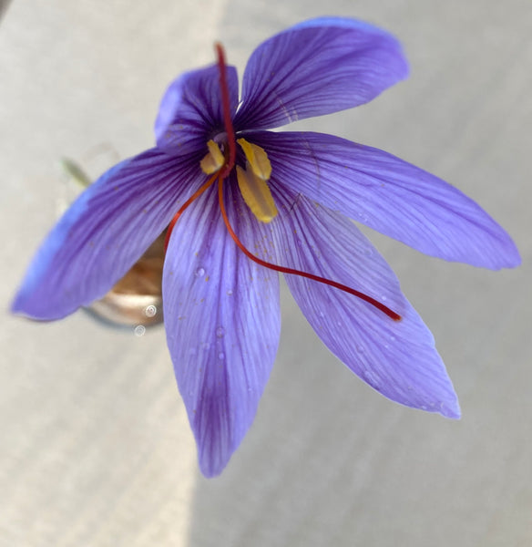 Crocus Candle to Grow Your Own Crocus Indoors (Free UK Postage)
