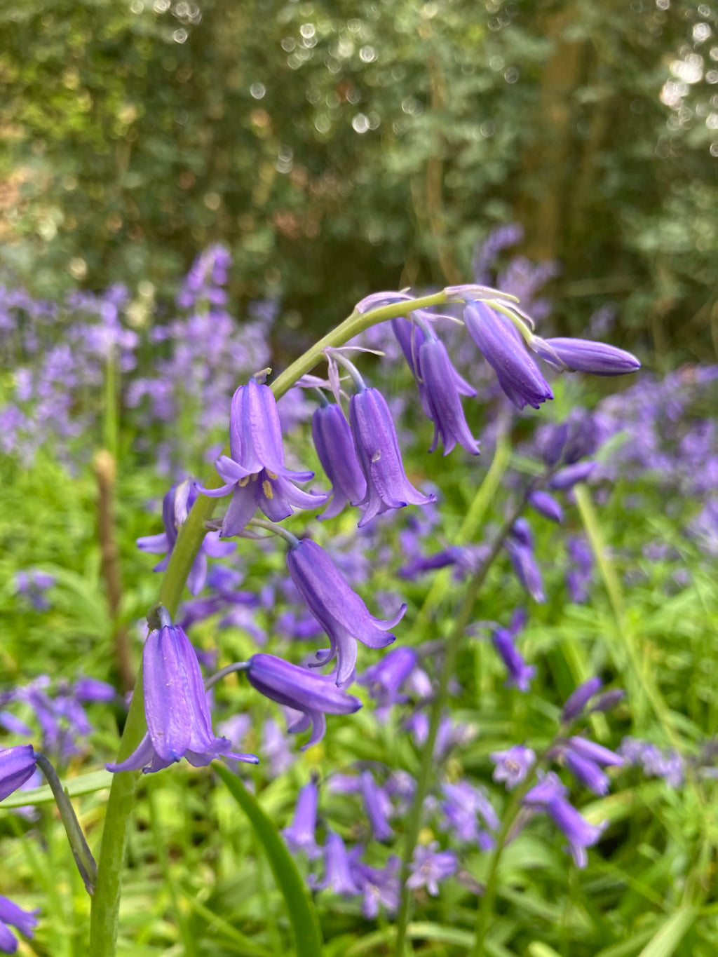 Native Bluebell Bulbs - Farm Cultivated (Free UK Postage)