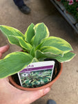 Hosta 'Wide Brim' (Established Plant in 12cm Dia Pot) Free UK Postage