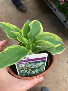 Hosta 'Wide Brim' (Established Plant in 12cm Dia Pot) Free UK Postage