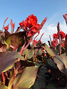 3 x Canna Lily Dwarf Brown Leaves 'Corail' (Tubers) Free UK Postage
