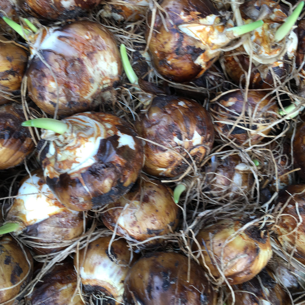 Blue Camassia quamash or Small Camas Bulbs Ready To Plant (Free UK Postage)