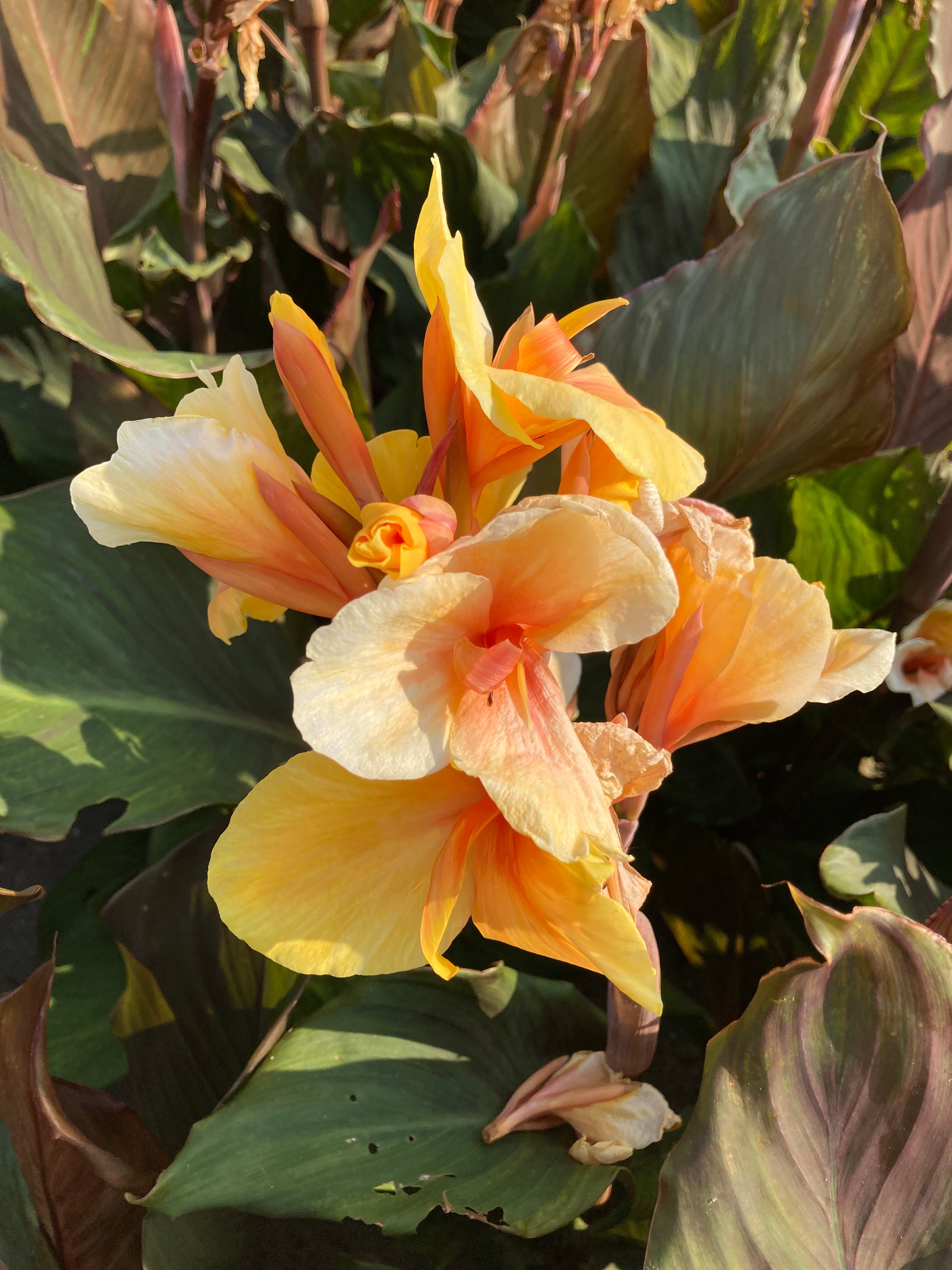 Canna Lily Dwarf Brown Leaves 'Angel Martin' (Tuber) Free UK Postage