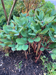 Peony 'Duchesse de Nemours' (Budding Sections of Roots) Free UK Postage