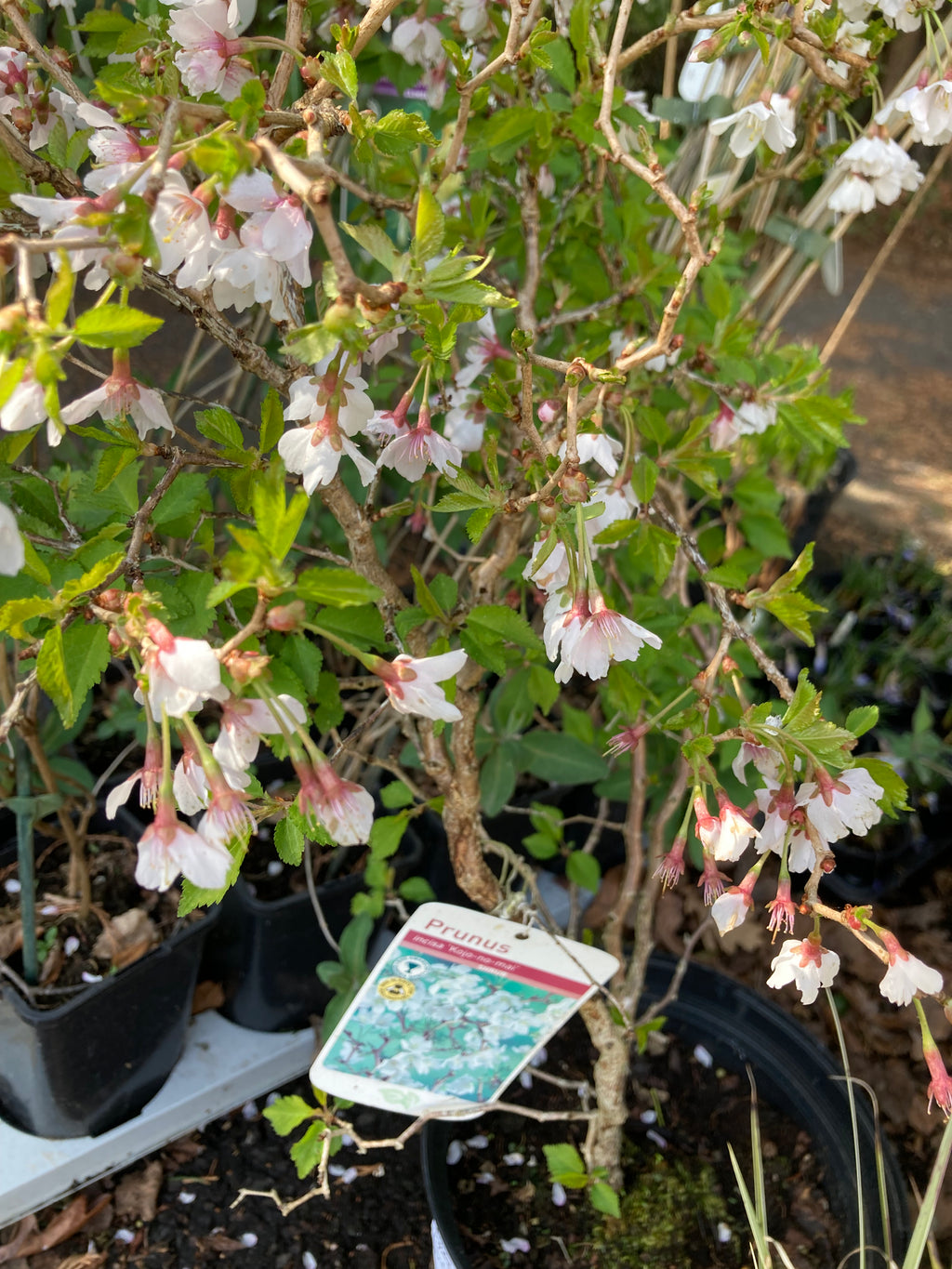 Prunus incisa 'Kojo-no-mai' or Dwarf Fuji Cherry (30cm Height) Free UK Postage
