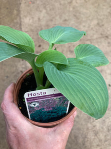 Blue Hosta 'Halycon' (Established Plants in 12cm Dia Pots) Free UK Postage