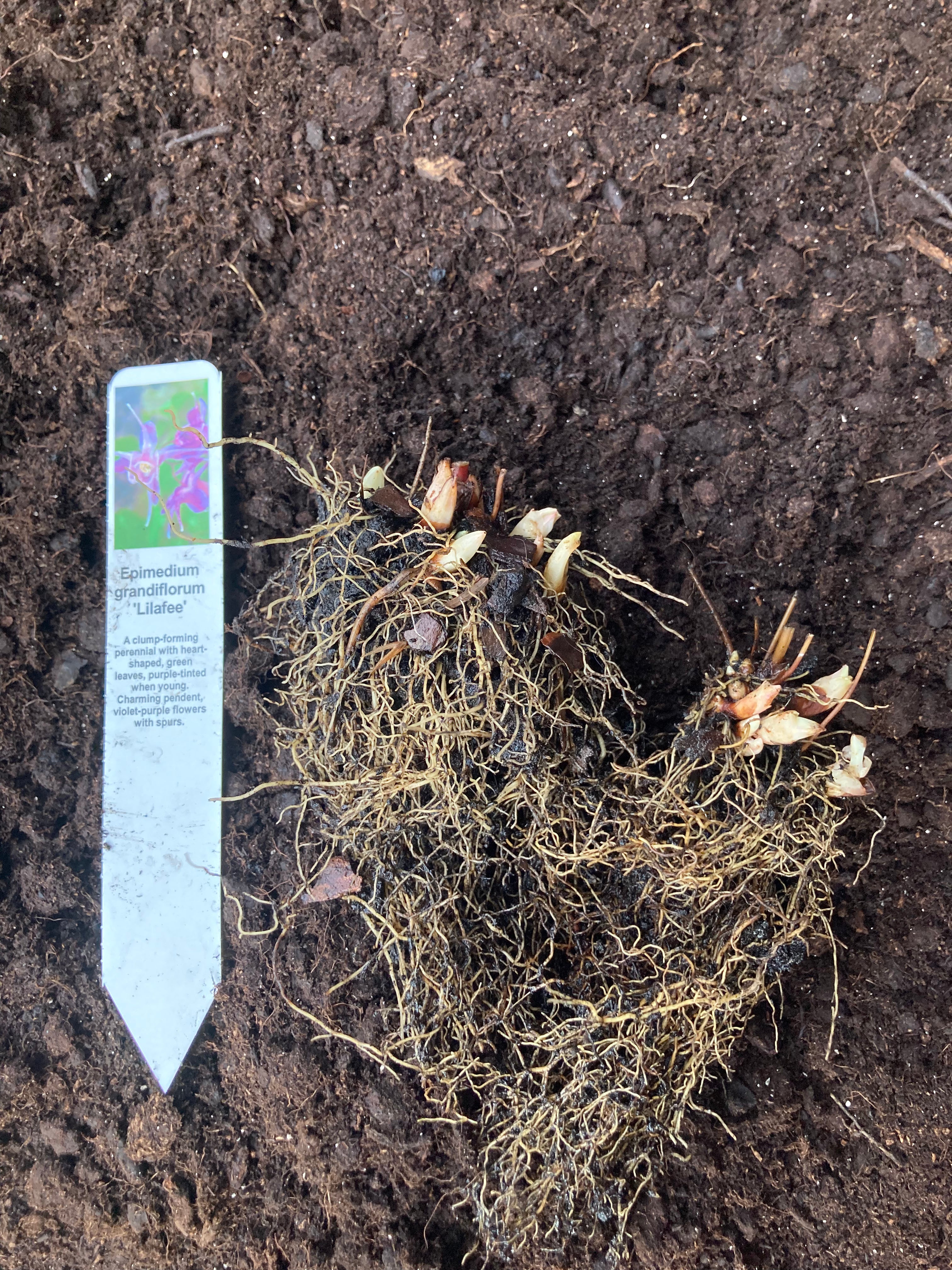 Epimedium grandiflorum 'Lilafee'' or Bishop's Mitre (Sections of Bare Root) Free UK Postage