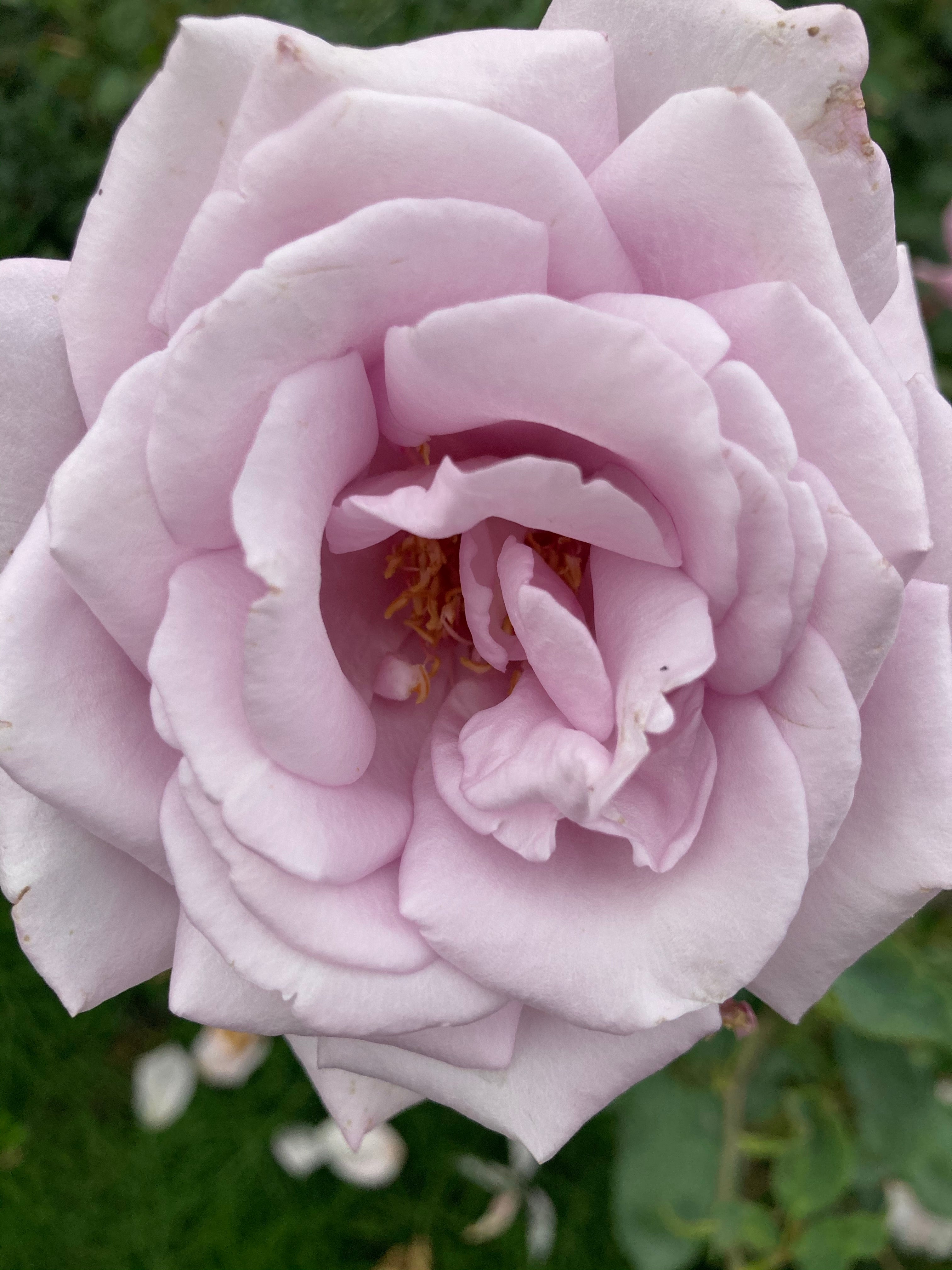 2 x 'Blue Moon' Hybrid T Roses (Root Wrapped) Free UK Postage