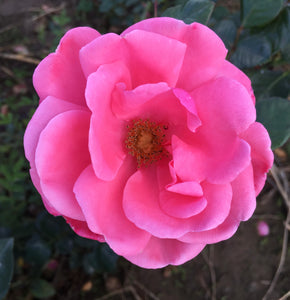 Pink Perpetue' Climbing Rose (Bare Root) Free UK Postage