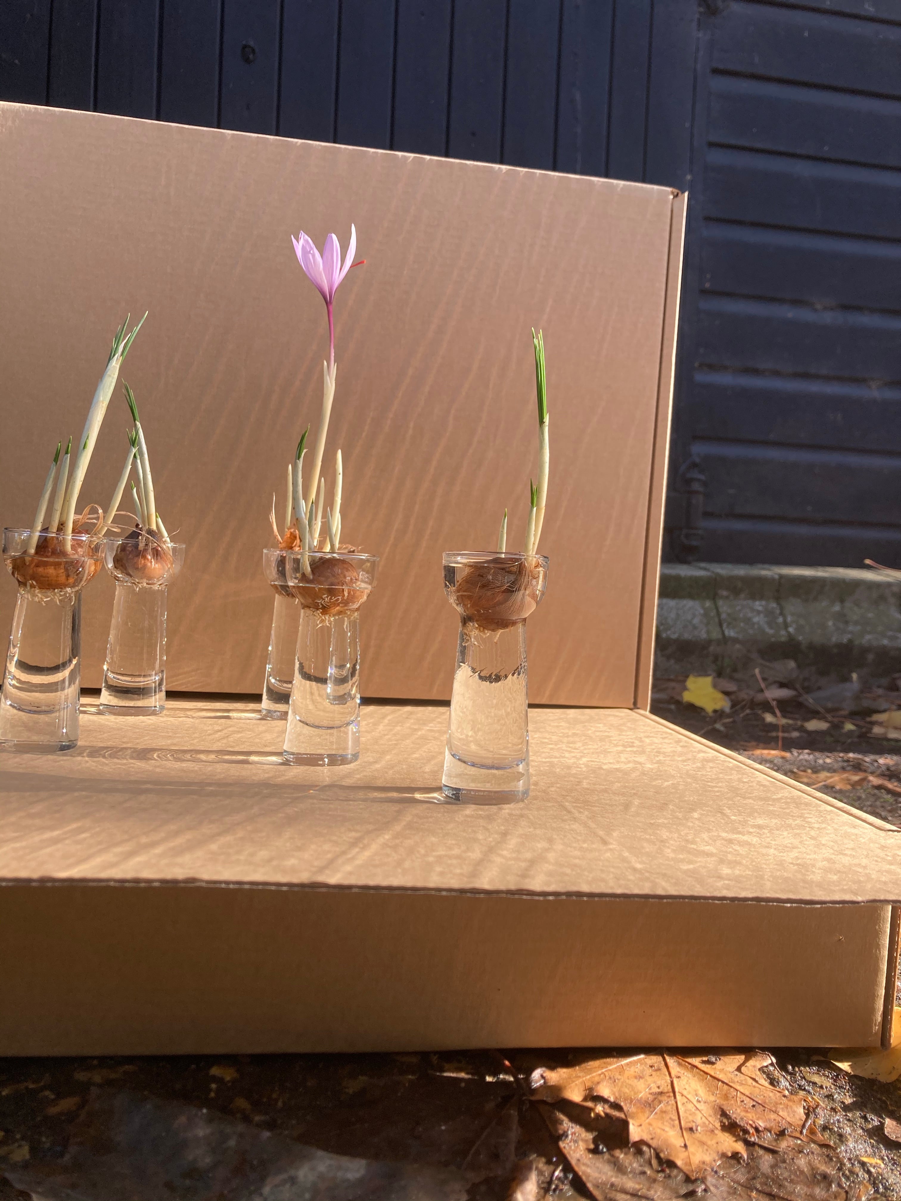 Crocus Candle to Grow Your Own Crocus Indoors (Free UK Postage)