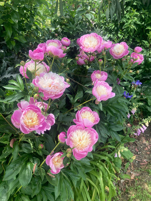 Pink Peony 'Bowl of Beauty' (Bare Root Sections) UK Free Postage